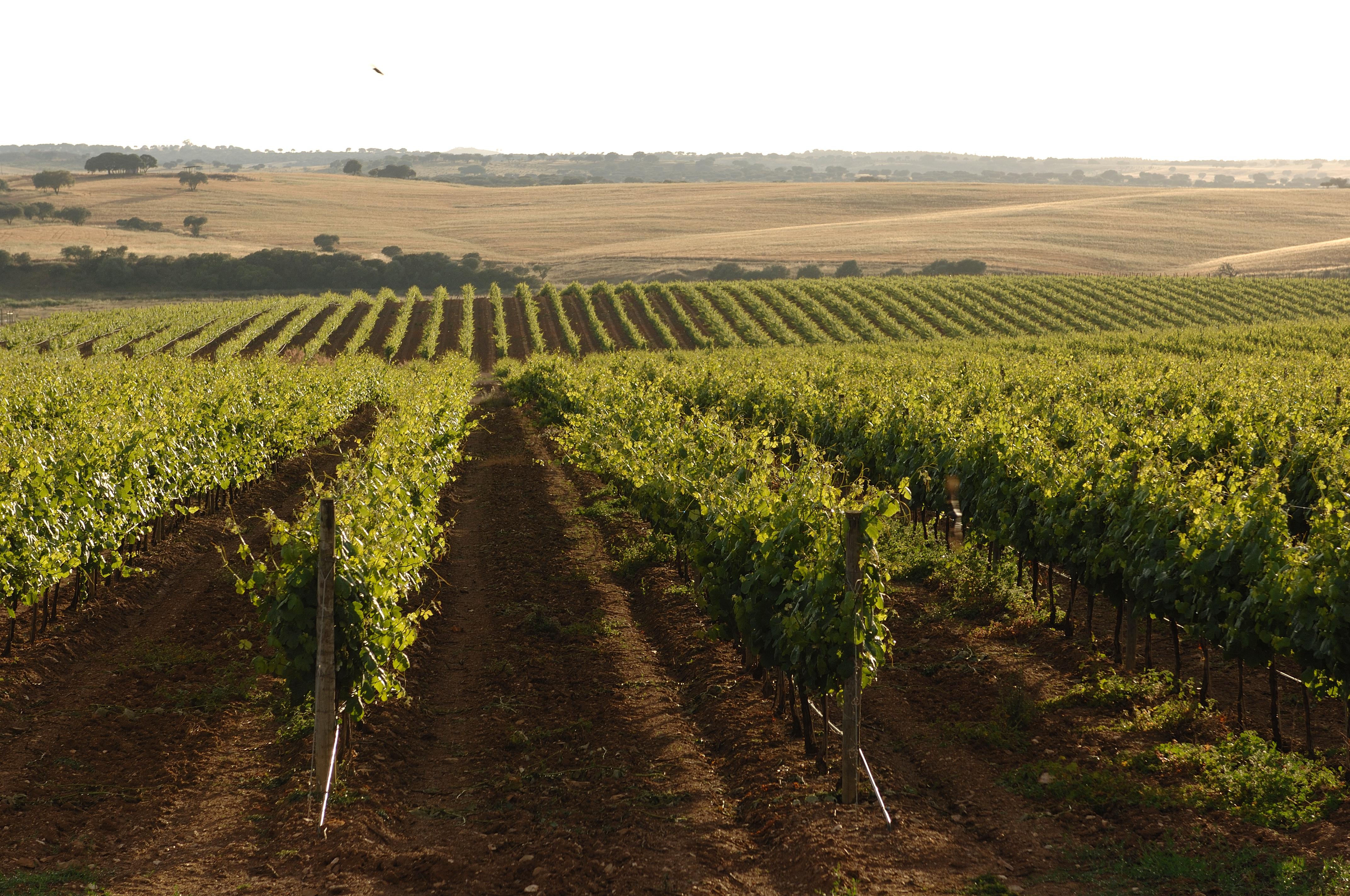 Vila Gale Alentejo Vineyard - Clube De Campo ألبيرونا المظهر الخارجي الصورة