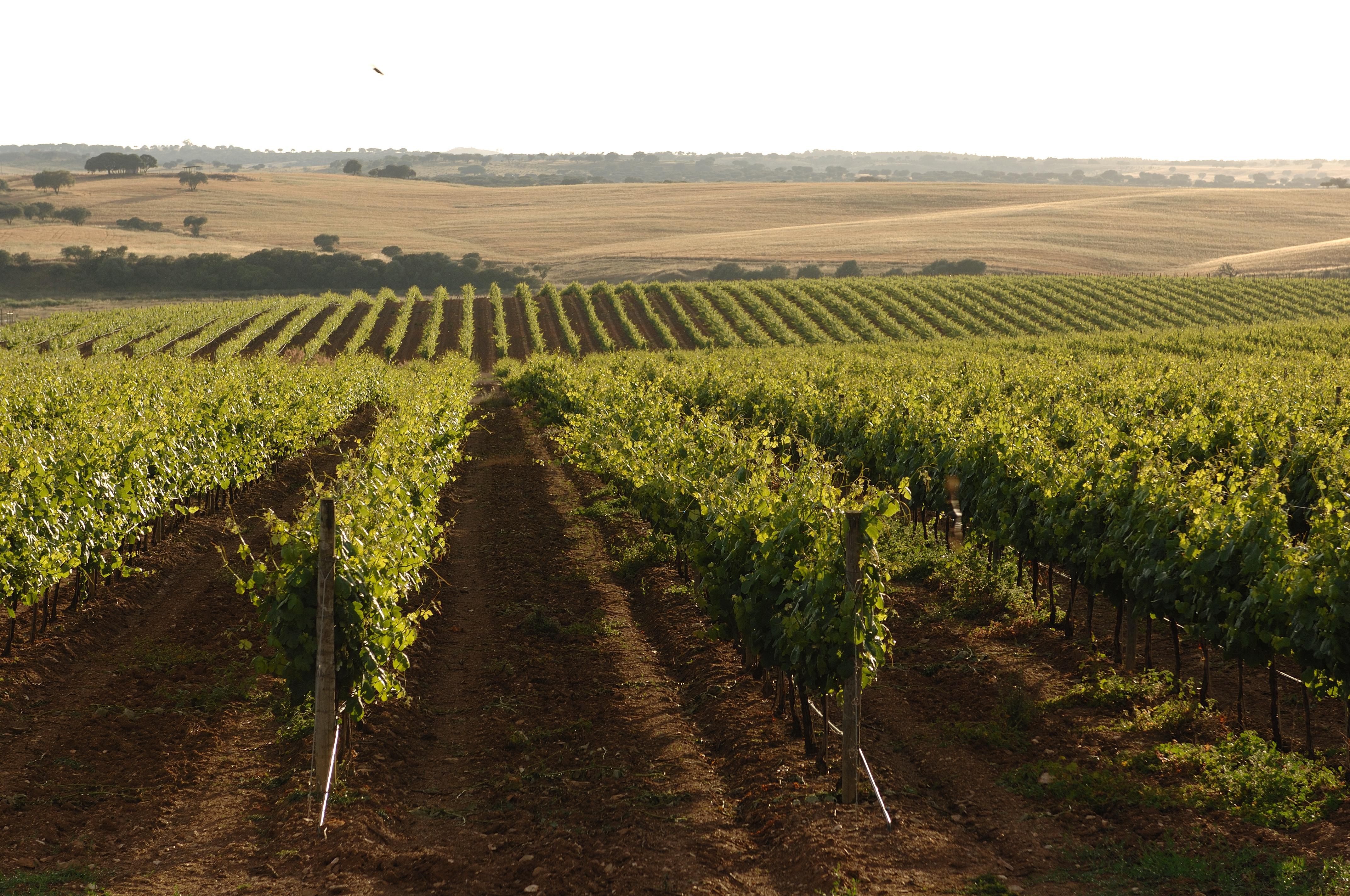 فندق ألبيرونافي  Vila Gale Alentejo Vineyard - Clube De Campo المظهر الخارجي الصورة