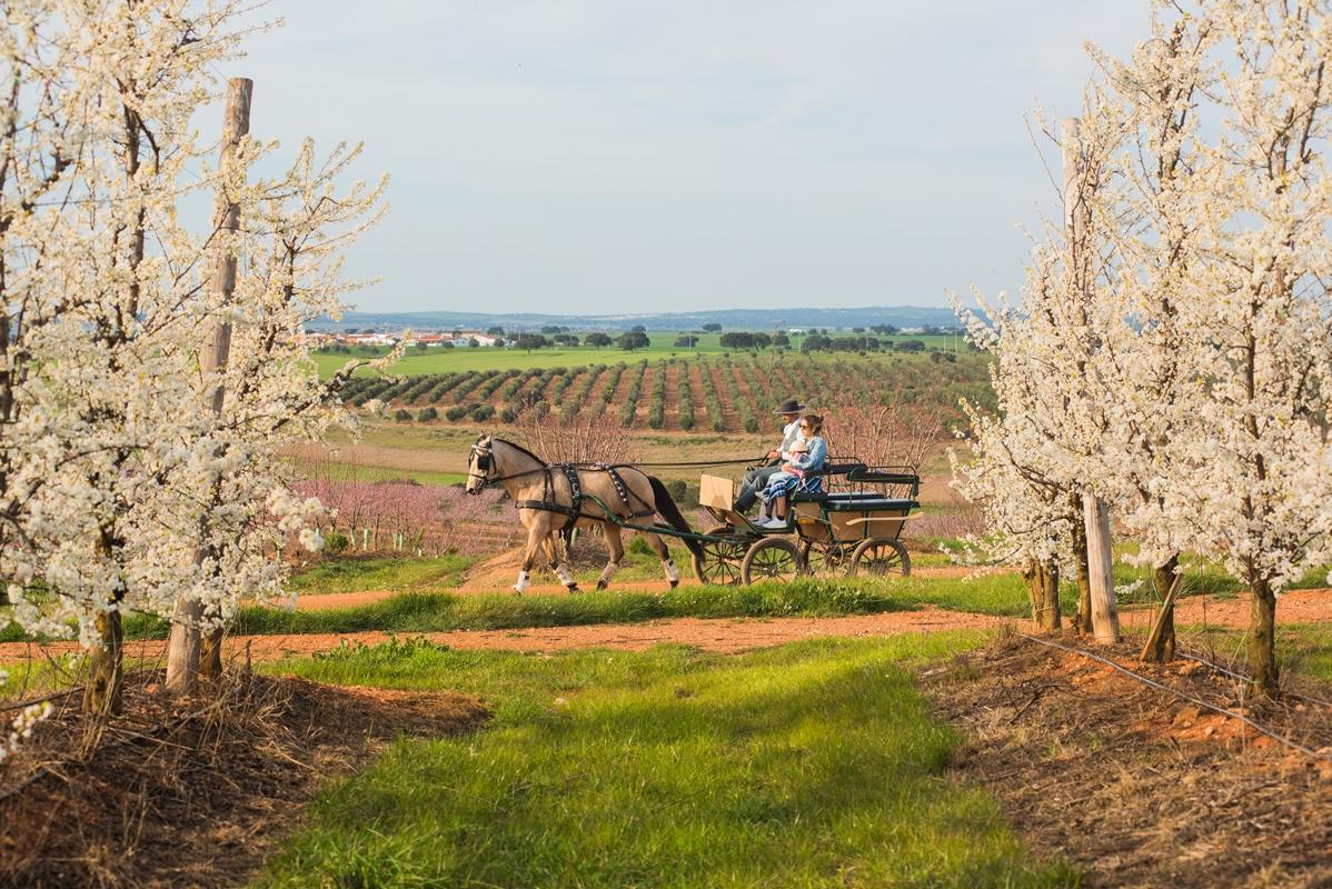 Vila Gale Alentejo Vineyard - Clube De Campo ألبيرونا المظهر الخارجي الصورة
